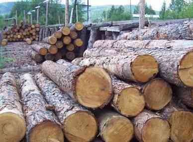 木材原材料紧缺 惊起国际木材价涨声一片